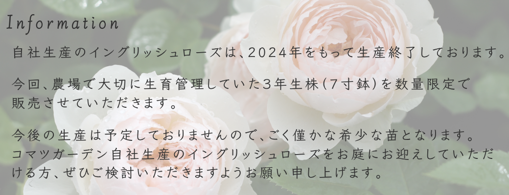 バラ苗 3年生株（7寸鉢） ウィズレー2008 Wisley2008 国産ノイバラ台